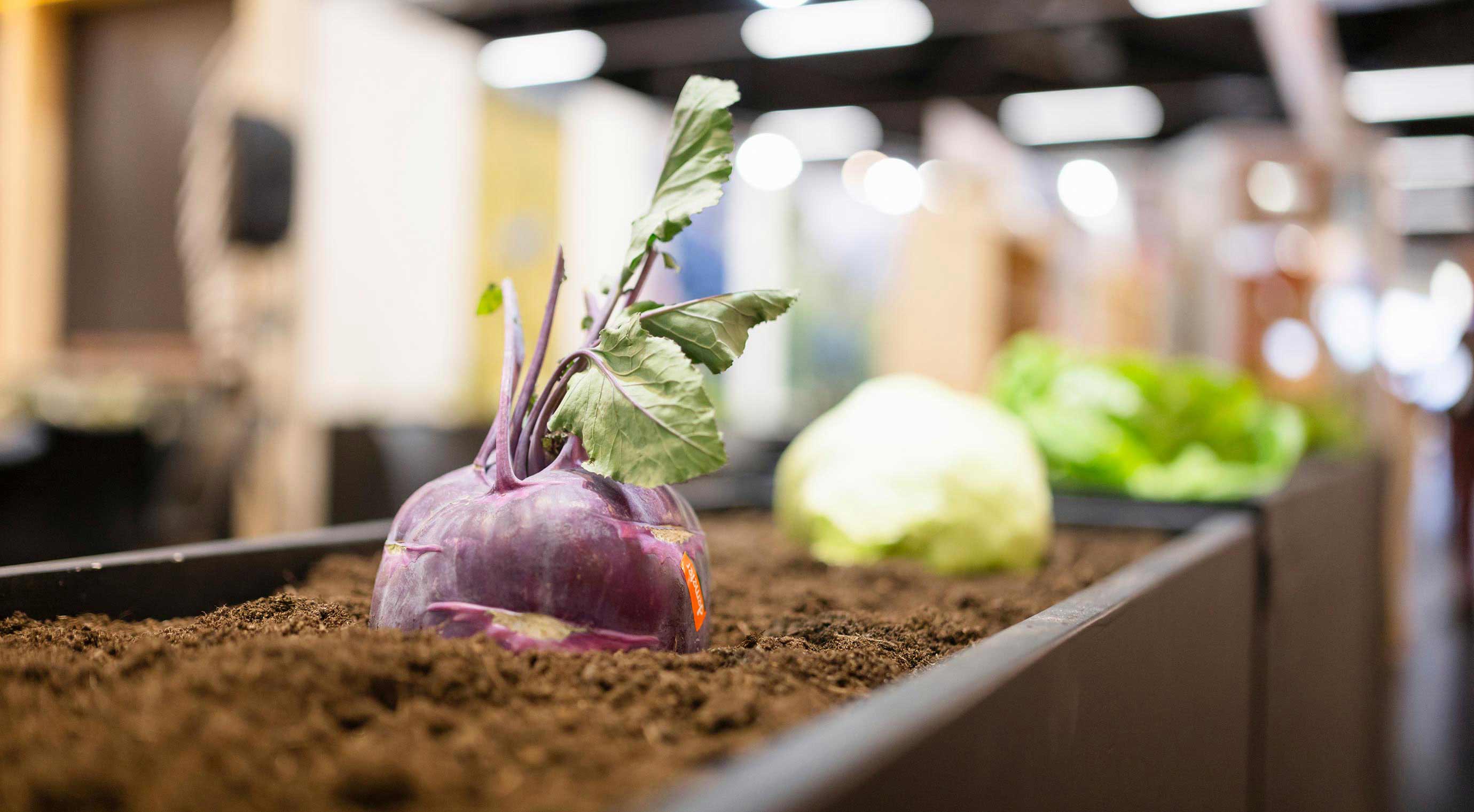 Nahaufnahme eines violetten Kolrabis, der in einem Pflanzkübel halb in der Erde steckt