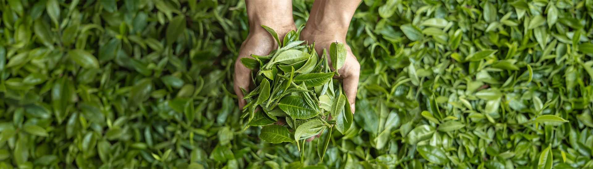 Parami Green Mountain Co.,Ltd.