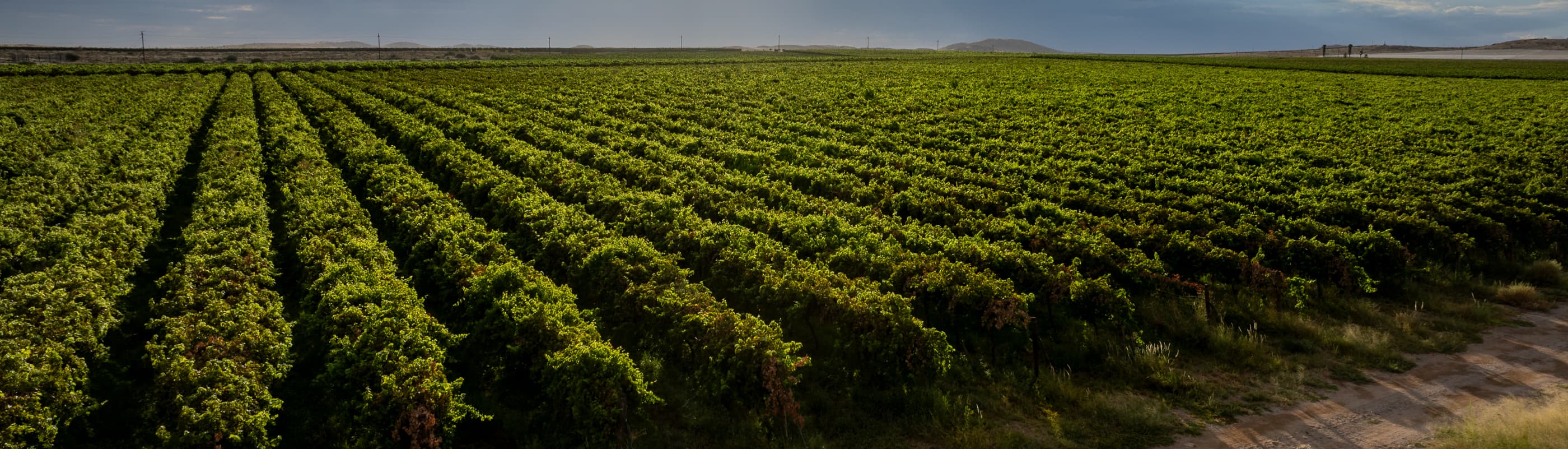 VDC Raisins (Pty) Ltd